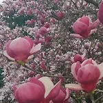 La Formica 韦尔巴尼亚