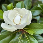 La Formica 韦尔巴尼亚
