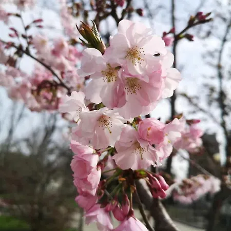 La Formica فيربانيا