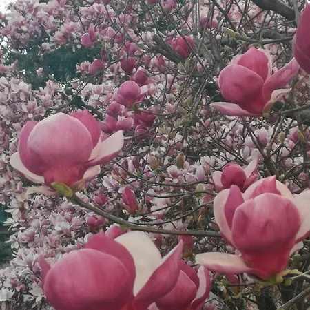 La Formica فيربانيا