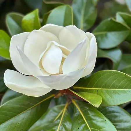 La Formica فيربانيا